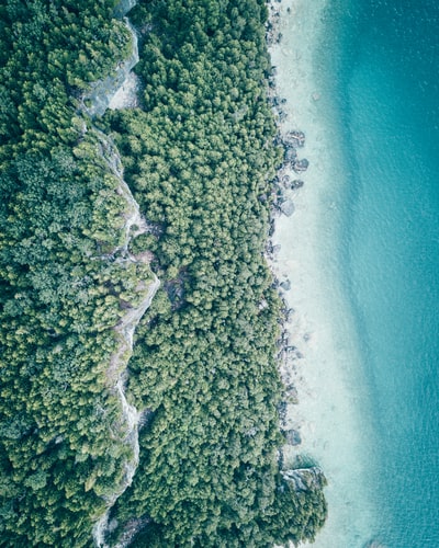 航空摄影的海洋附近的树木
